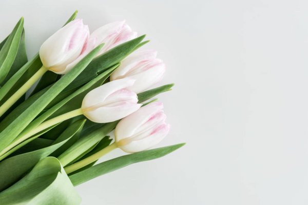 depositphotos_150535610-stock-photo-light-pink-tulips